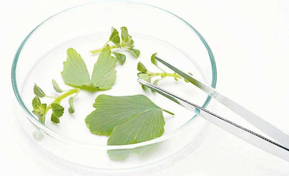 低溫噴霧干燥設備對植物提取液混合物的干燥